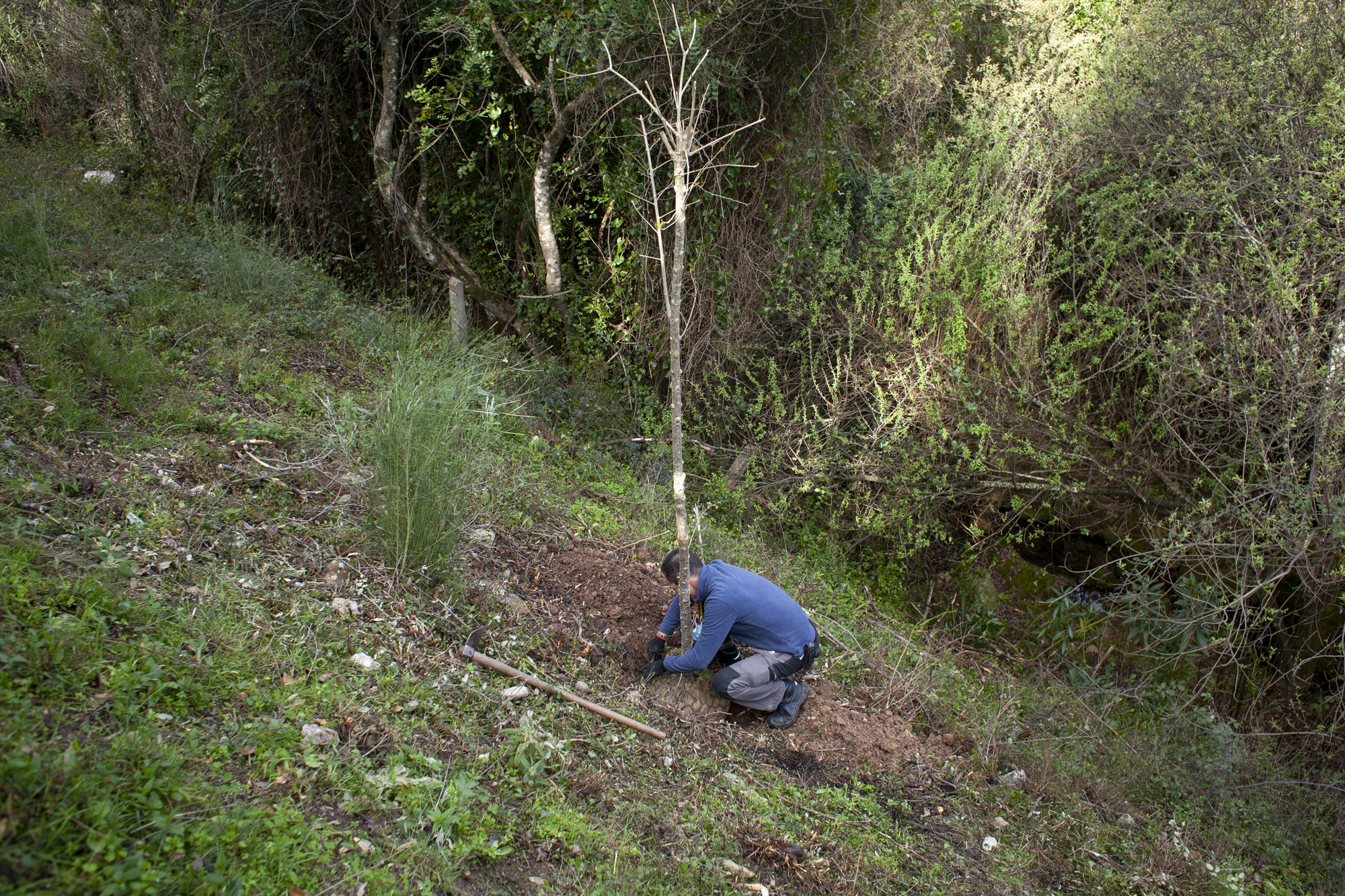 Un niño, un árbol